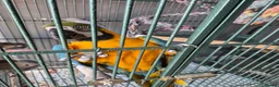 Macaws birds for sale: Missy the Macaw in Bristol - Advert 6