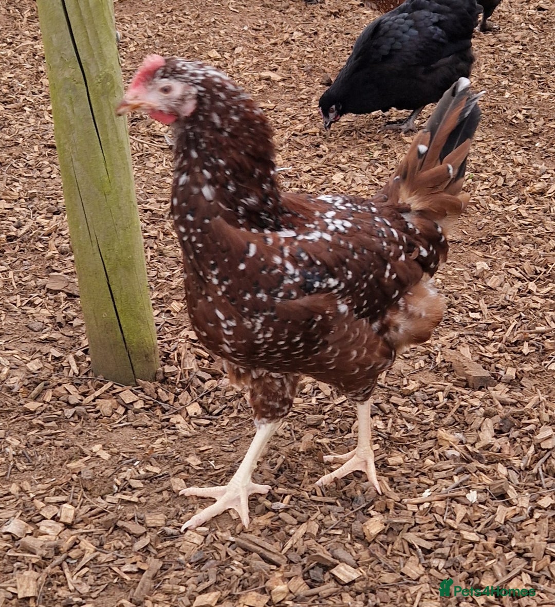 Chickens poultry for sale: Hybrid Hens for Sale - the Egg-clusive collection - Image 5
