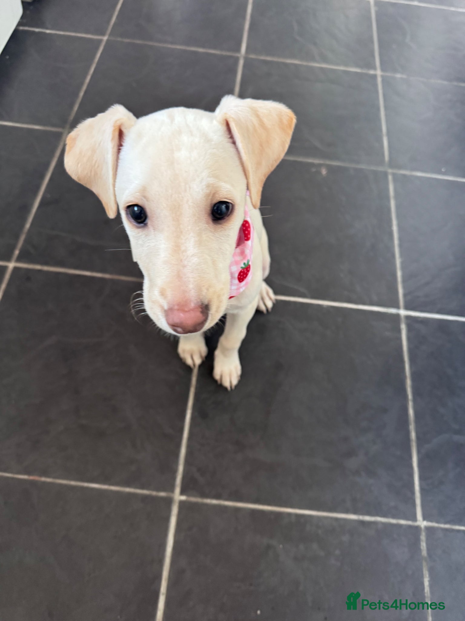Lurcher dogs Lurcher pup - Advert 1