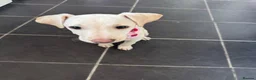 Lurcher dogs for sale: Lurcher pup - Advert 1