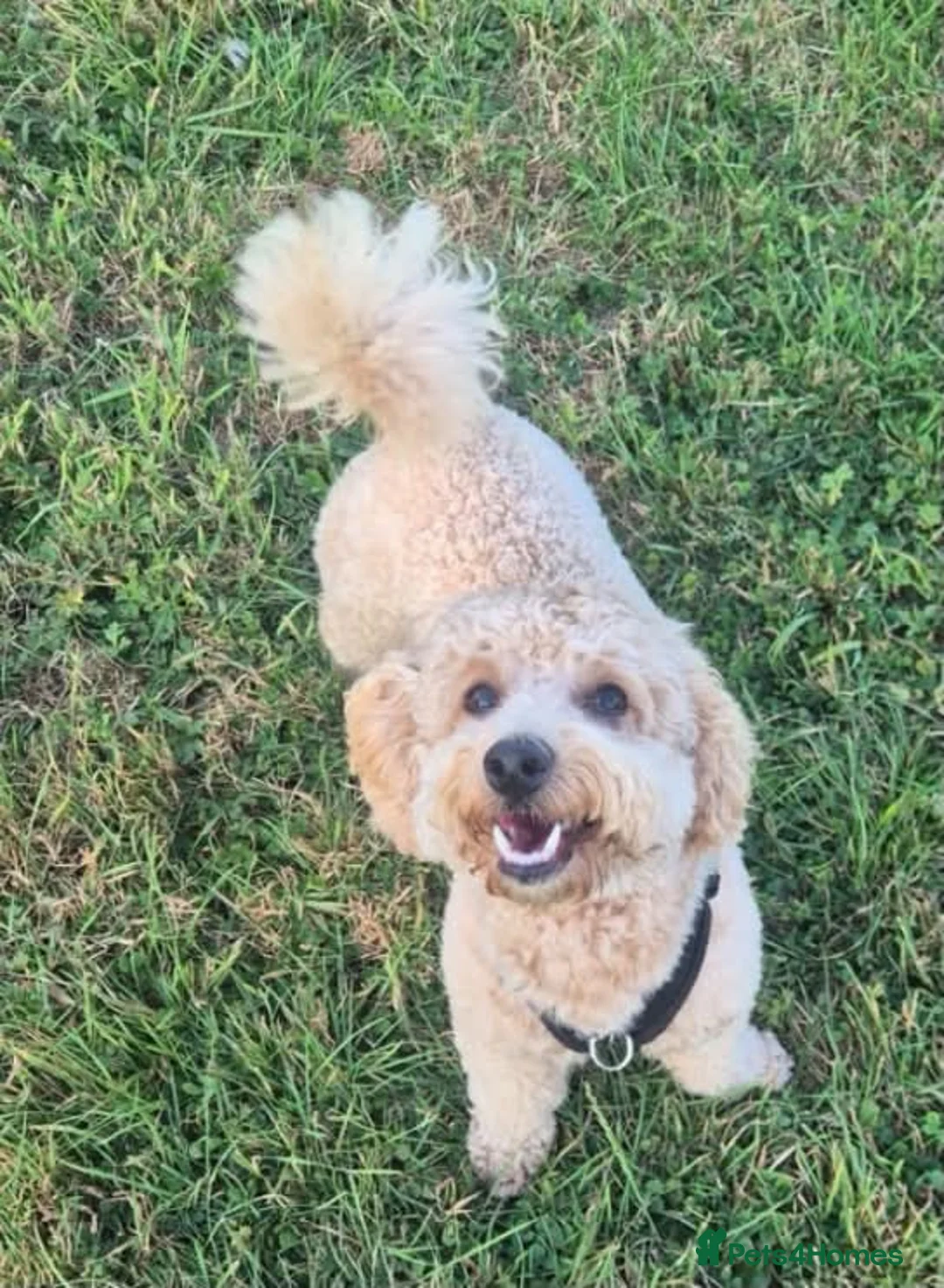 Cavapoo dogs for sale: 9 month old cavapoo girl  - Advert 1