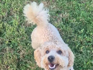 Cavapoo dogs 9 month old cavapoo girl - Advert 10