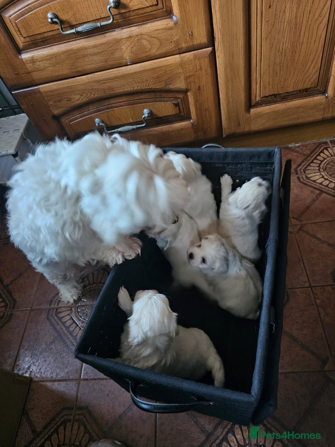 Maltese dogs for sale: 5 PUPPIES BICHONS MALTESE - Advert 6