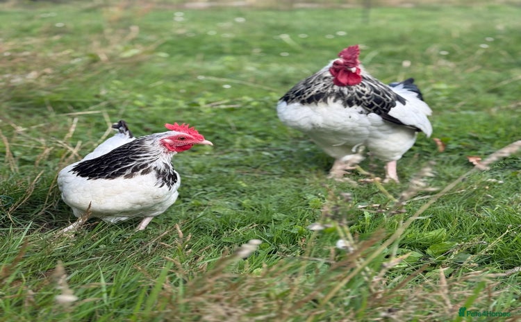 Chickens poultry - Advert 1