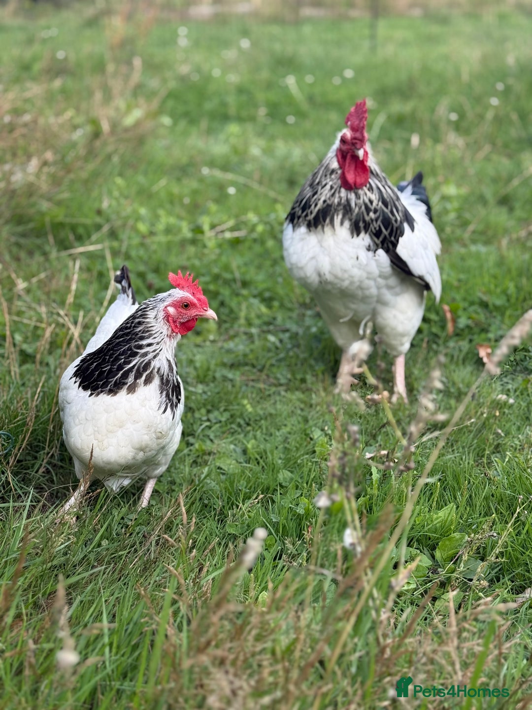 Chickens poultry for sale: Light Sussex Bantam Pair  - Image 1