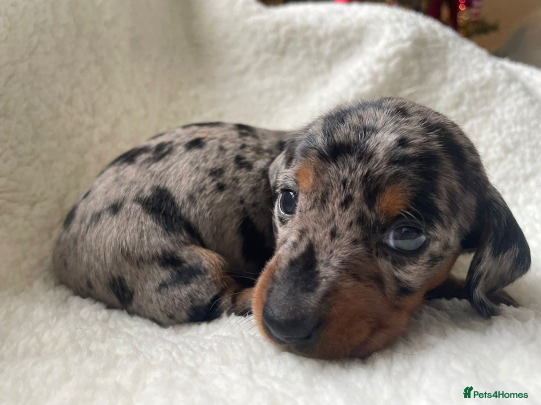 Miniature Dachshund dogs for sale: 🐾❤️ KC Reg Smooth Haired Miniature Dachshunds  - Advert 12
