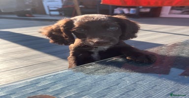 Cocker Spaniel dogs - Advert 10