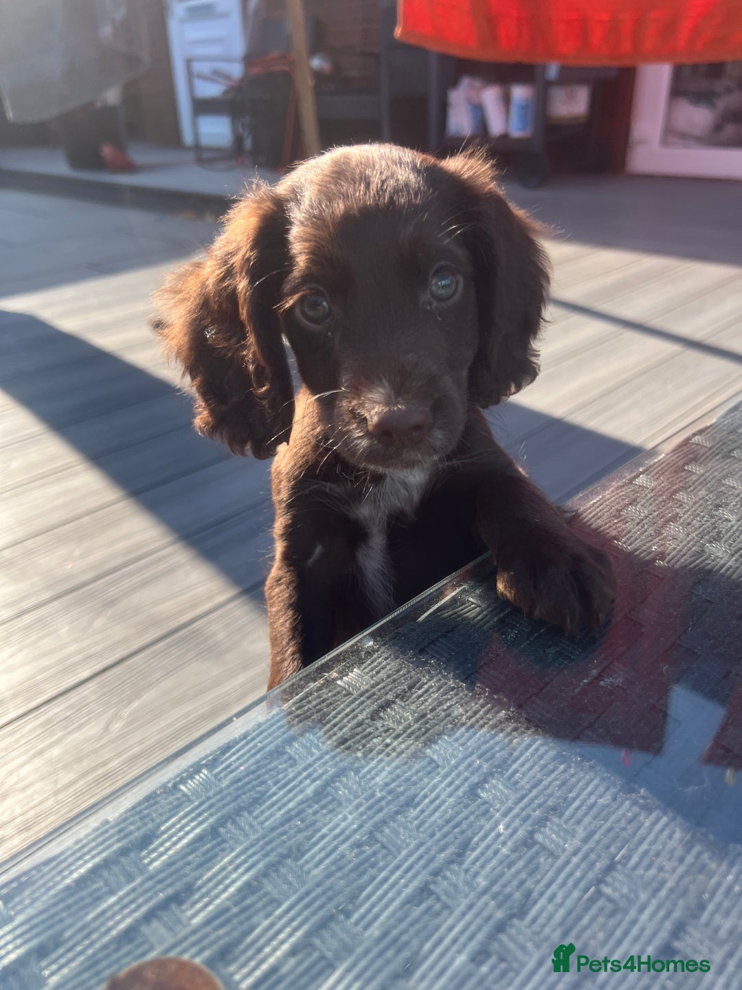 Cocker Spaniel dogs for sale: KC Working Cocker Spaniels available now - Image 2