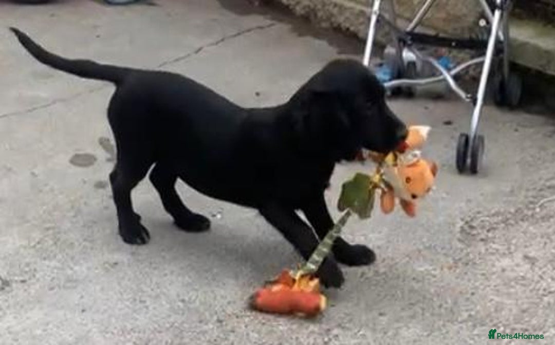 Sprocker dogs for sale: Sprocker pups  - Image 3