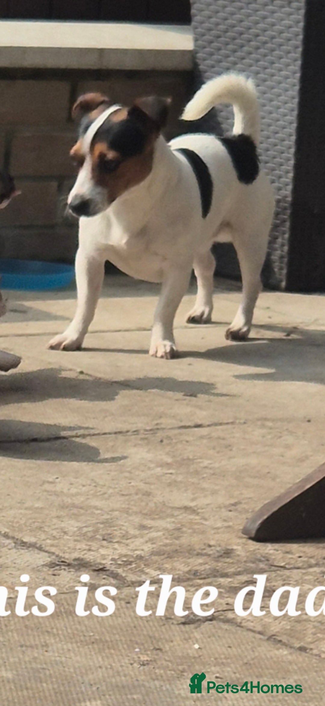 Mixed Breed dogs for sale: French bulldog x jack russell - Advert 20