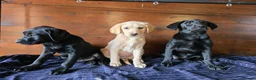 Labrador Retriever dogs for sale: Gorgeous litter of labrador puppies  - Advert 6