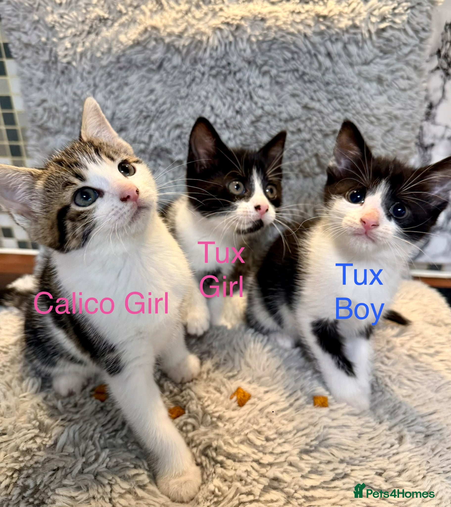 Domestic Shorthair cats ❤️🩵 Beautiful Kittens 🩵❤️ - Advert 1