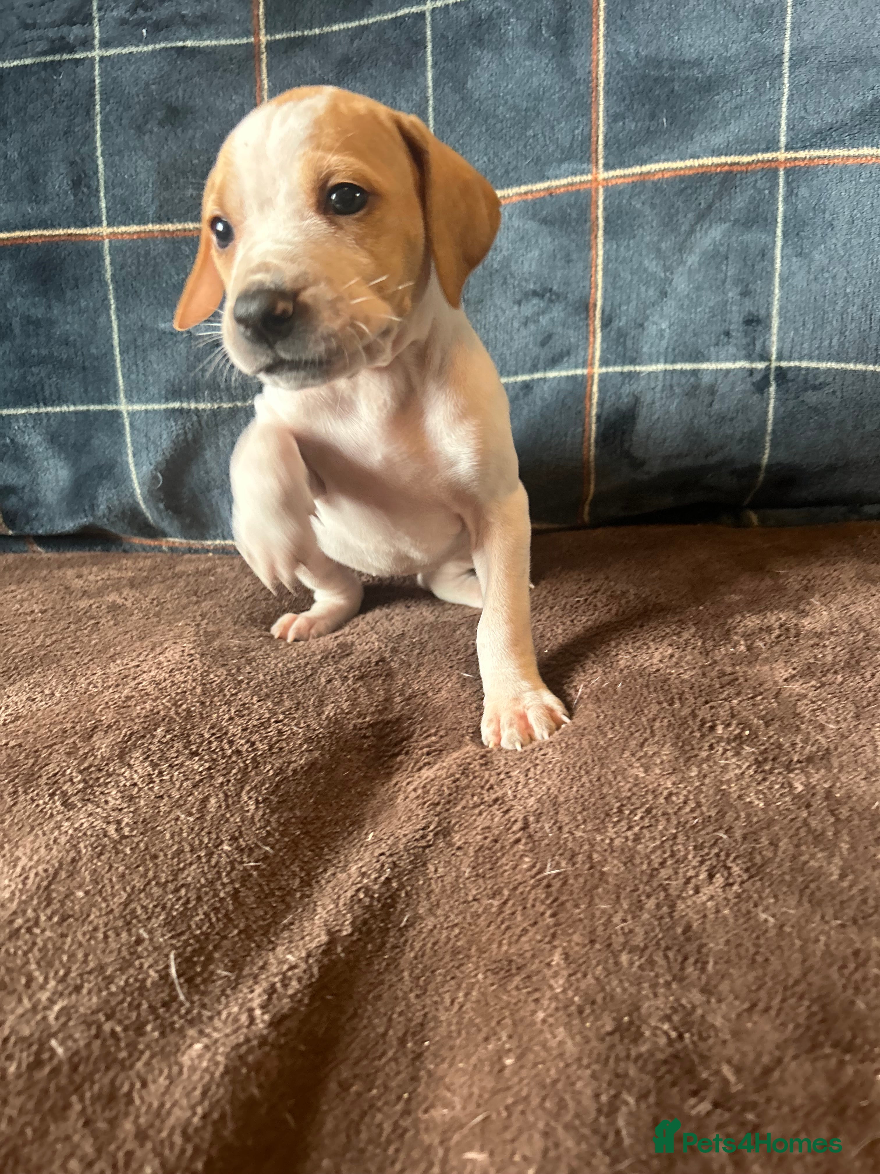 Pointer dogs for sale: KC English Pointer Puppies - Advert 20