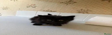Fluffy Black Male