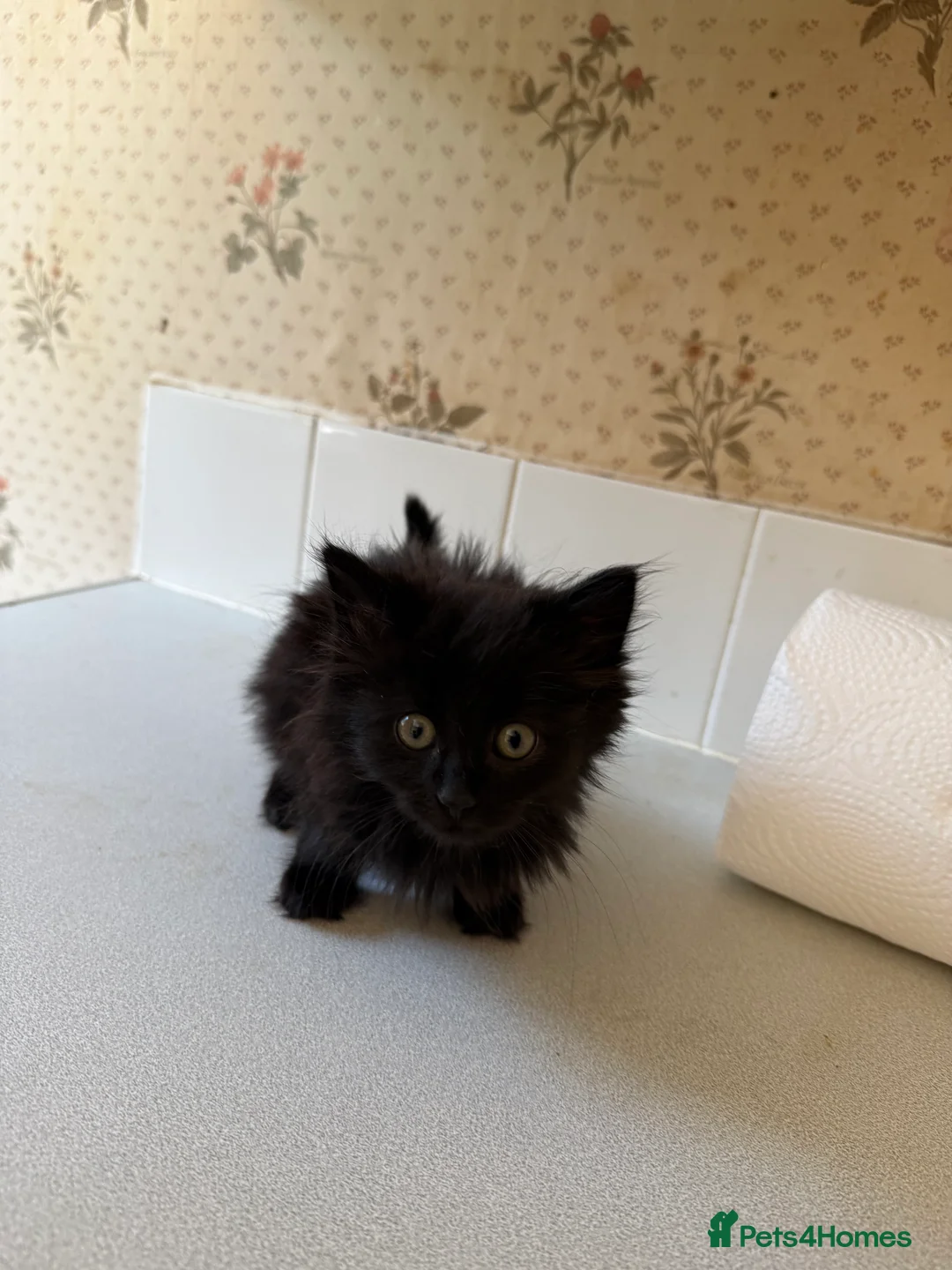Mixed Breed cats for sale: 🐱 Beautiful Kittens Looking For Their Homes 🐱 in Birmingham - Advert 2