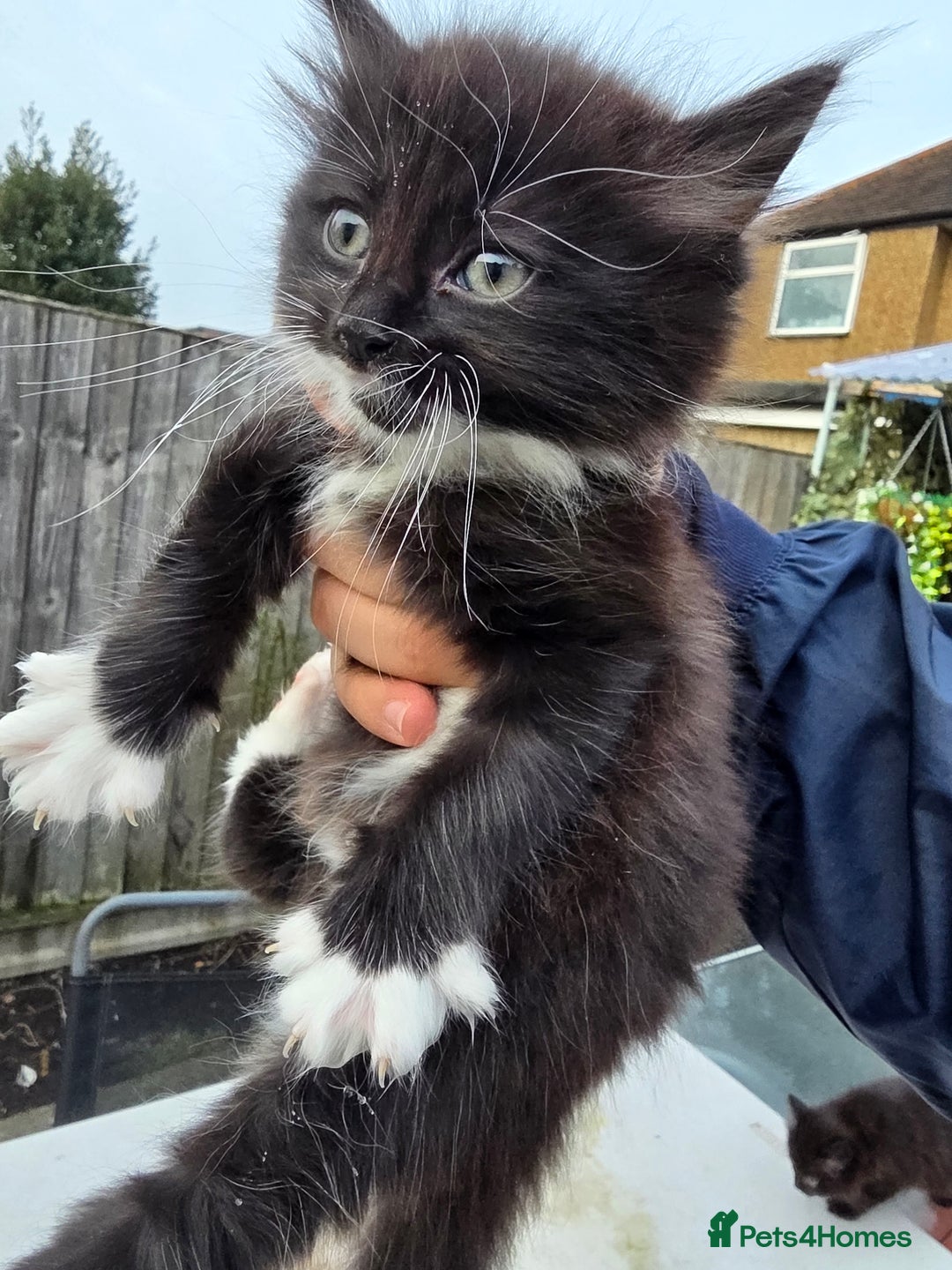 Mixed Breed cats for sale: Cute kittens for sale NEED GONE ASAP  - Advert 1