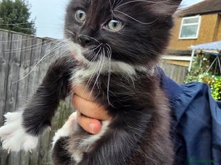 Mixed Breed cats Cute kittens for sale NEED GONE ASAP - Advert 1