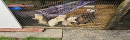 Ferret rodents for sale: Young Ferrets 14+ weeks  in Yelverton - Advert 9