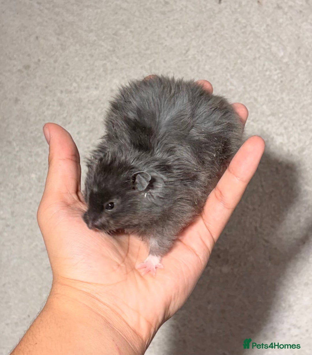 Hamster rodents for sale: BABY TAME PEDIGREE SYRIAN HAMSTER PUPS - Image 12