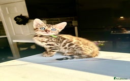 Bengal cats for sale: 4 tiger cub bengal girls for sale  - Advert 14