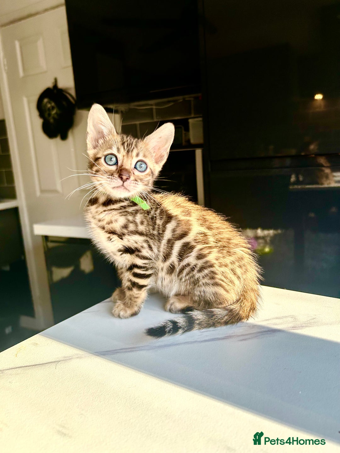 Bengal cats for sale: 4 tiger cub bengal girls for sale  - Advert 14