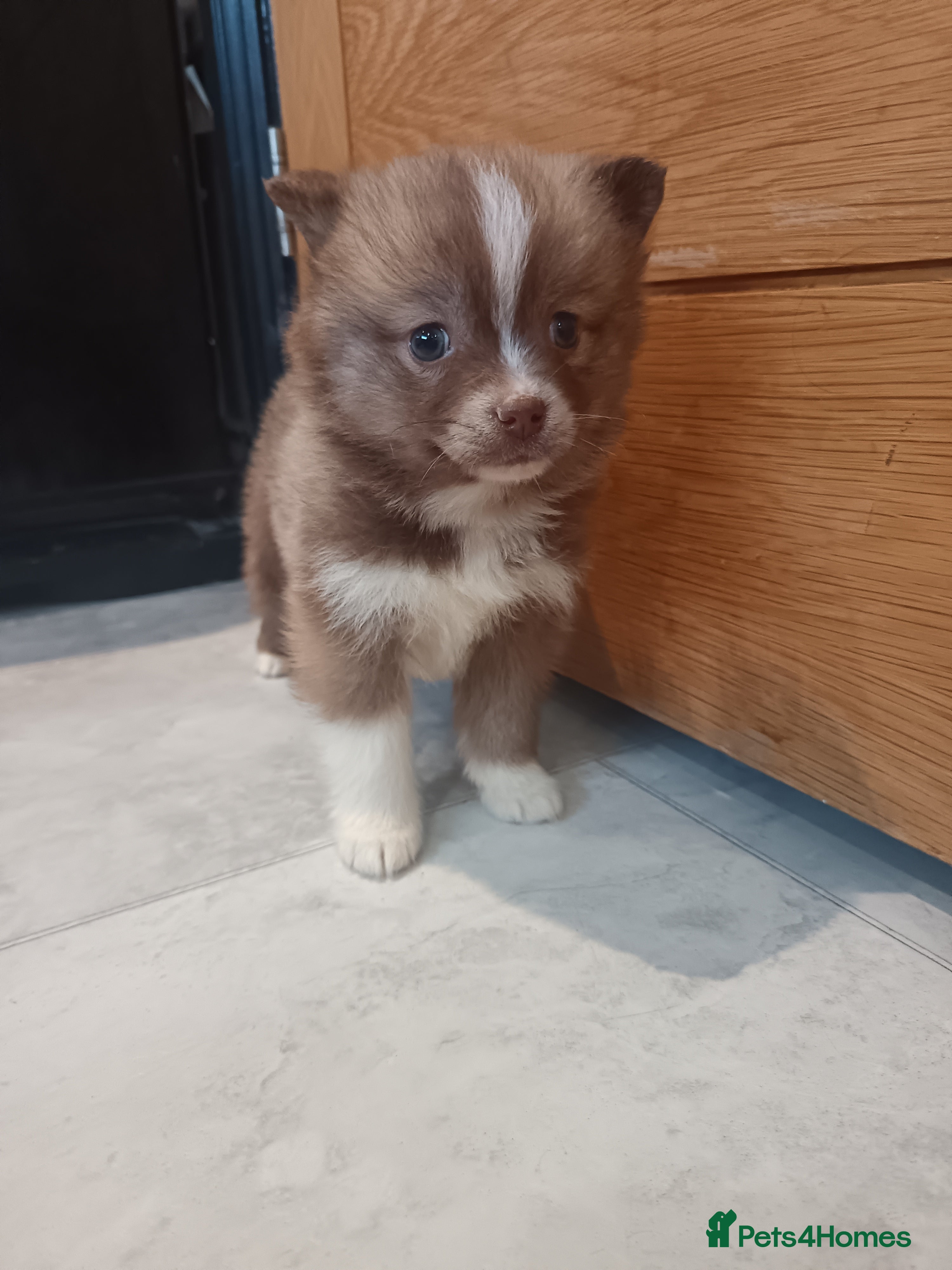 Pomsky dogs Amazing puppys - Advert 1