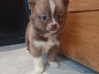 Pomsky dogs Amazing puppys - Advert 15