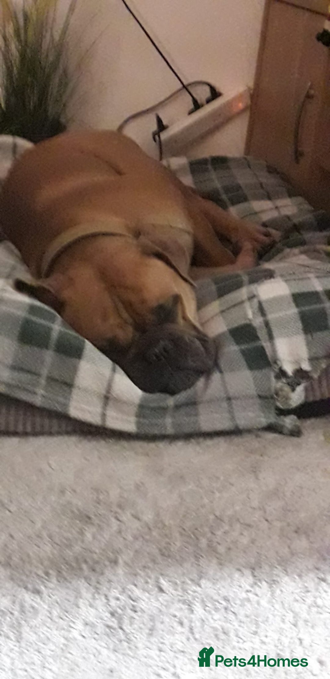 Bullmastiff dogs for sale: Dash  - Advert 5