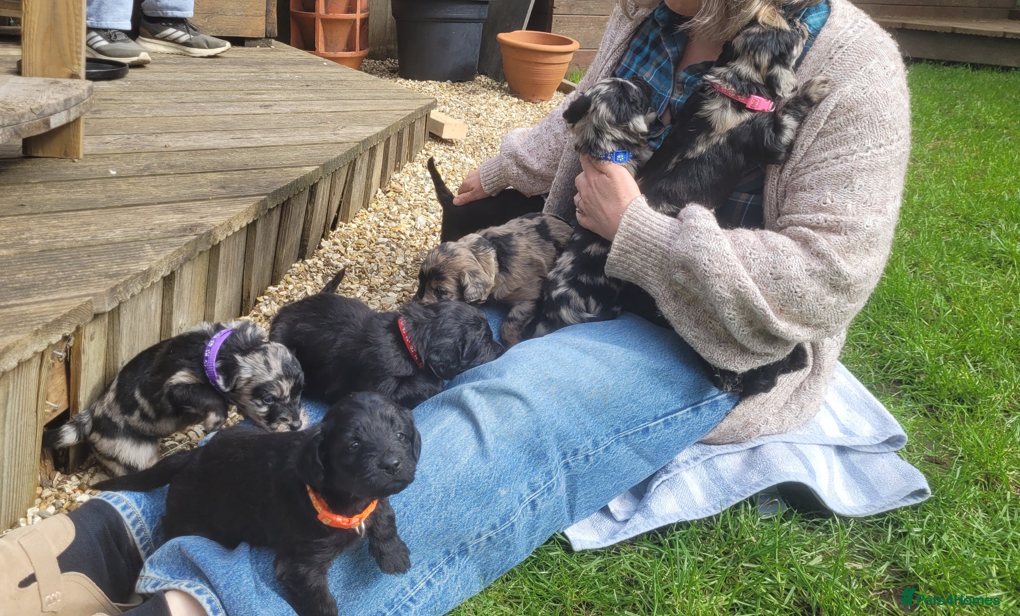 Mixed Breed dogs Beautiful Huntadoodles - Advert 1