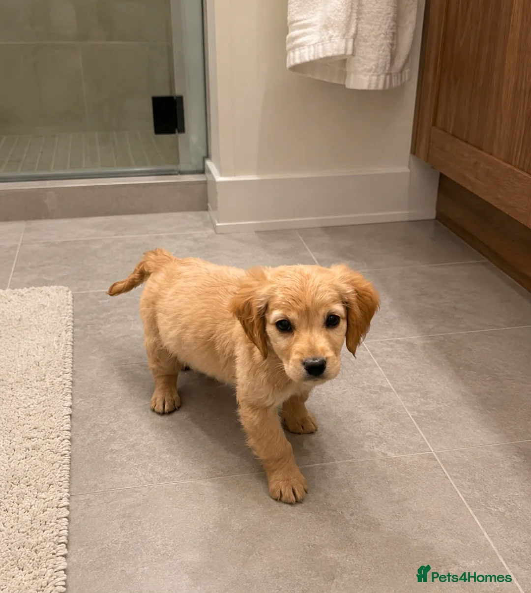 Cocker Spaniel dogs for sale: Cocker spaniels for sale in Enfield - Advert 6