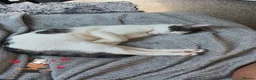 Mixed Breed cats for sale: Lucianio - Advert 3