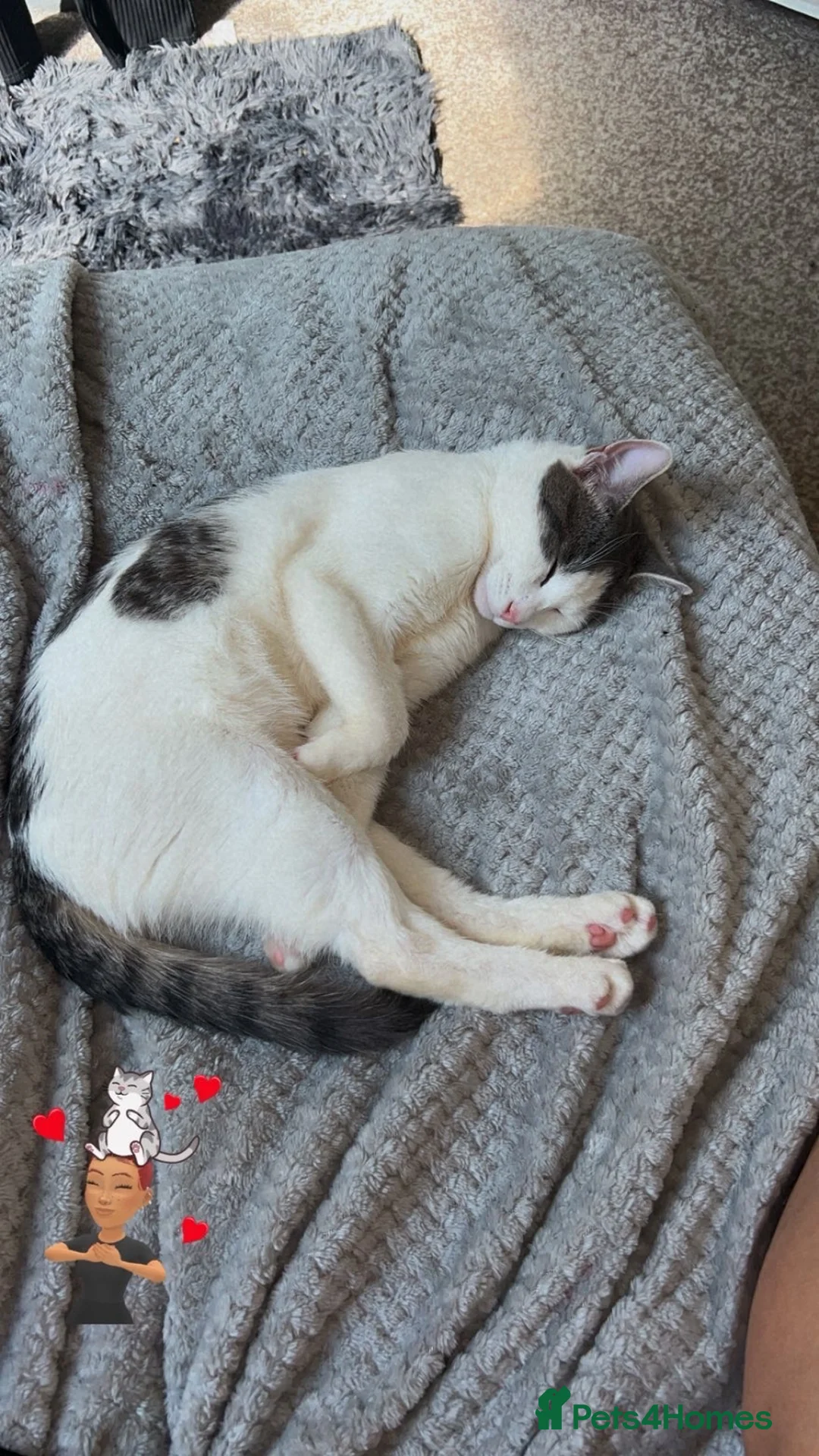 Mixed Breed cats for sale: Lucianio - Advert 3