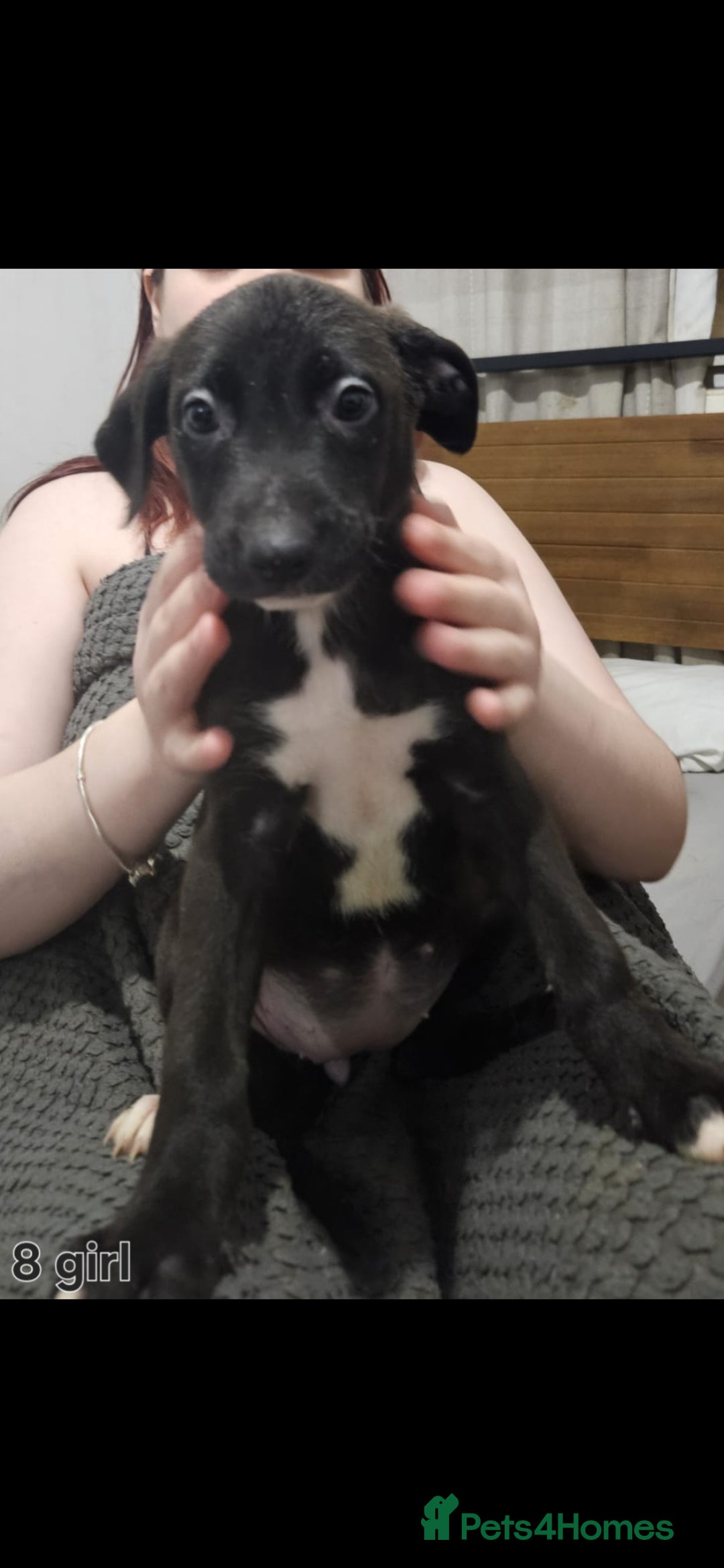 Mixed Breed dogs Puppies  - Advert 13