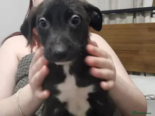 Mixed Breed dogs Puppies - Advert 1