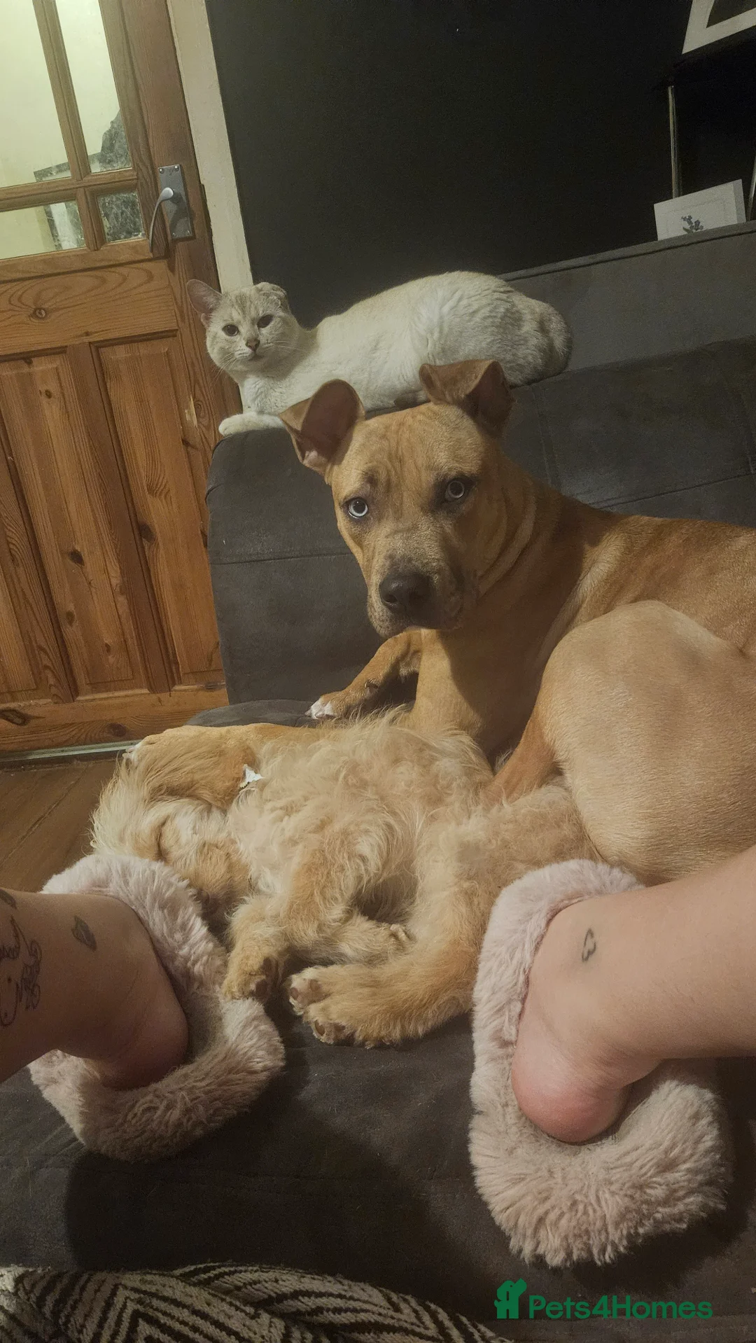 Mixed Breed dogs for sale: Female mixed breed 1 year animal child friendly - Advert 7