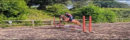 Other Breed horses for sale: Looking for new 🏠 - Advert 2
