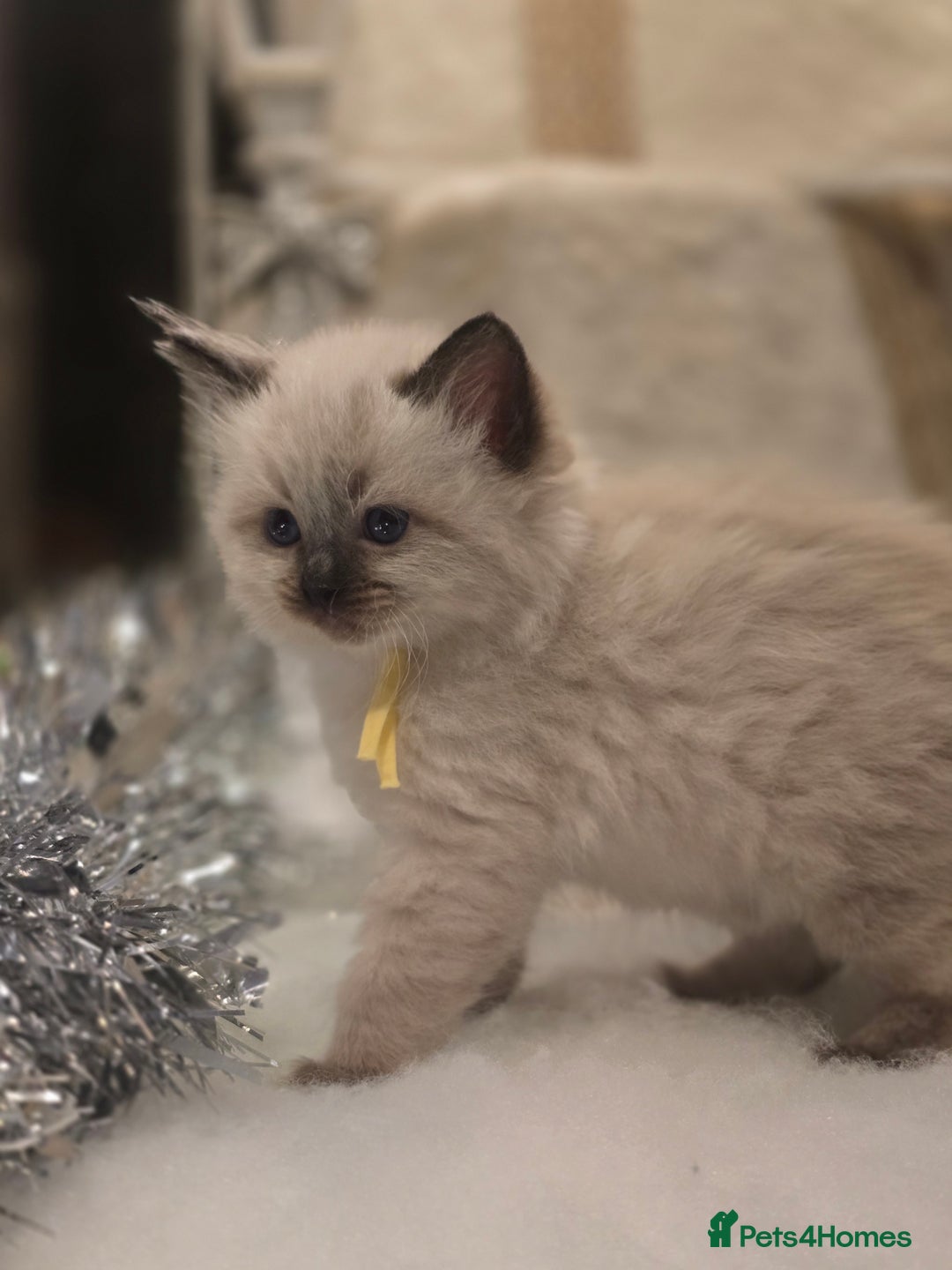 Ragdoll cats for sale: Precious GOOF Registered Ragdoll Kittens - 2 Girls - Advert 3