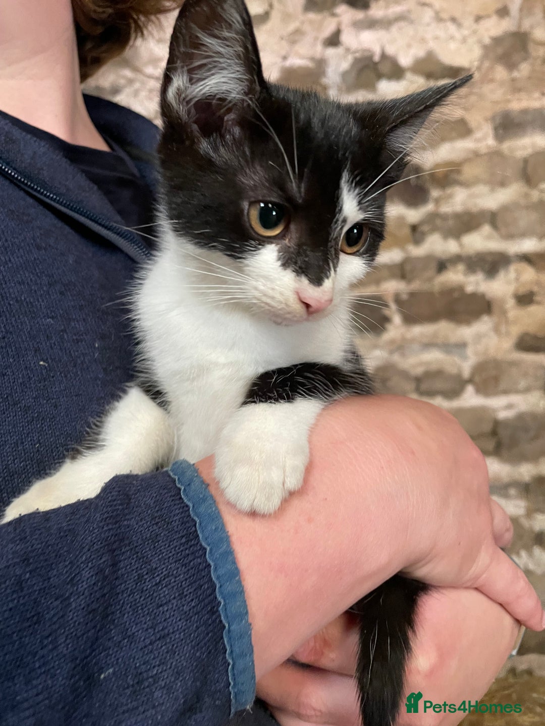Mixed Breed cats for sale: Black/ black & white kittens Lancaster / Bentham - Image 7
