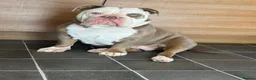 Olde English Bulldogge dogs for sale: 12m old English bulldog female  - Advert 1
