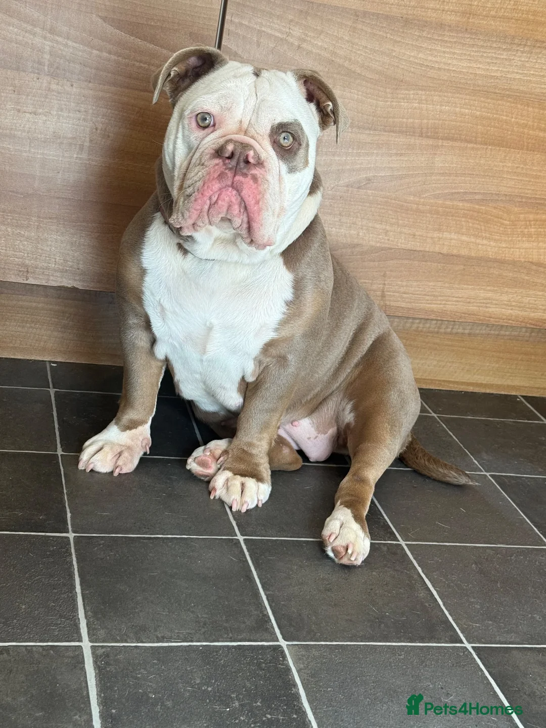 Olde English Bulldogge dogs for sale: 12m old English bulldog female  - Advert 1