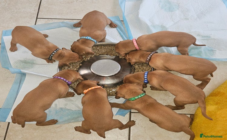Hungarian Vizsla dogs - Advert 1