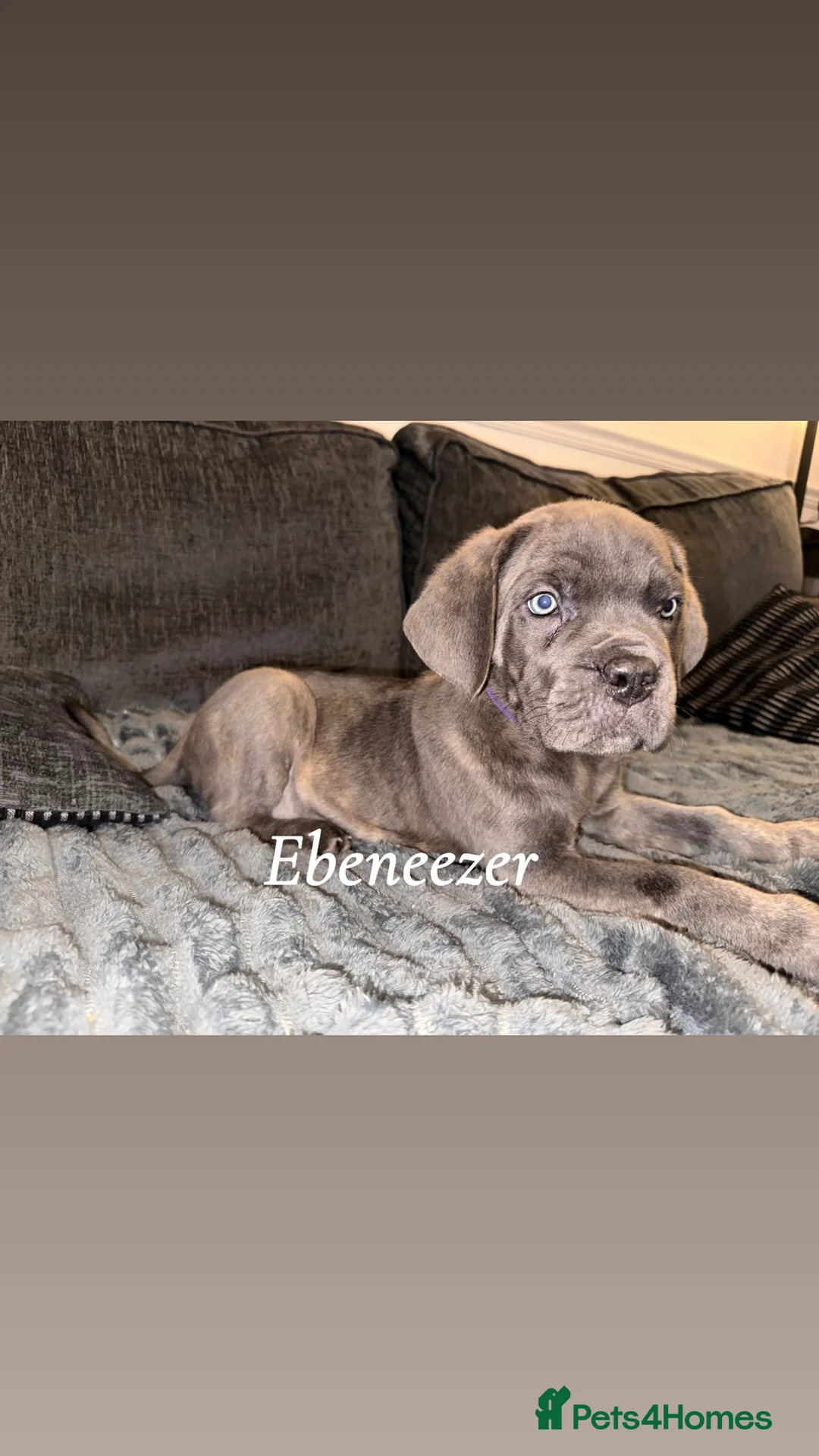Cane Corso dogs for sale: Blue/lilac cane corsos  - Advert 15