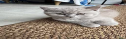 British Shorthair cats for sale: 💜 Lilac BSH Boys – Ready for Their Forever Homes in Dartford - Advert 21