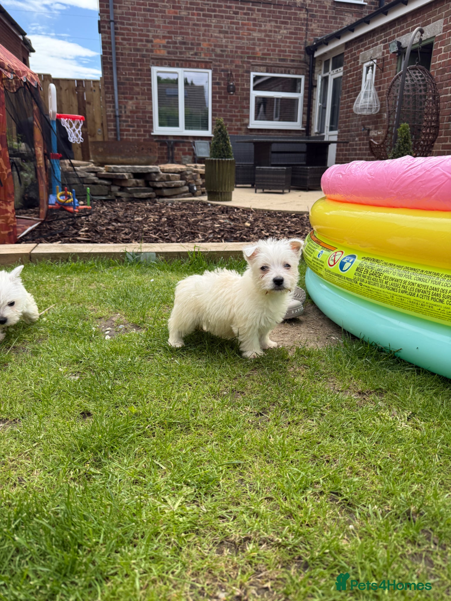 West Highland Terrier dogs for sale: Westies  in Middlesbrough - Advert 4