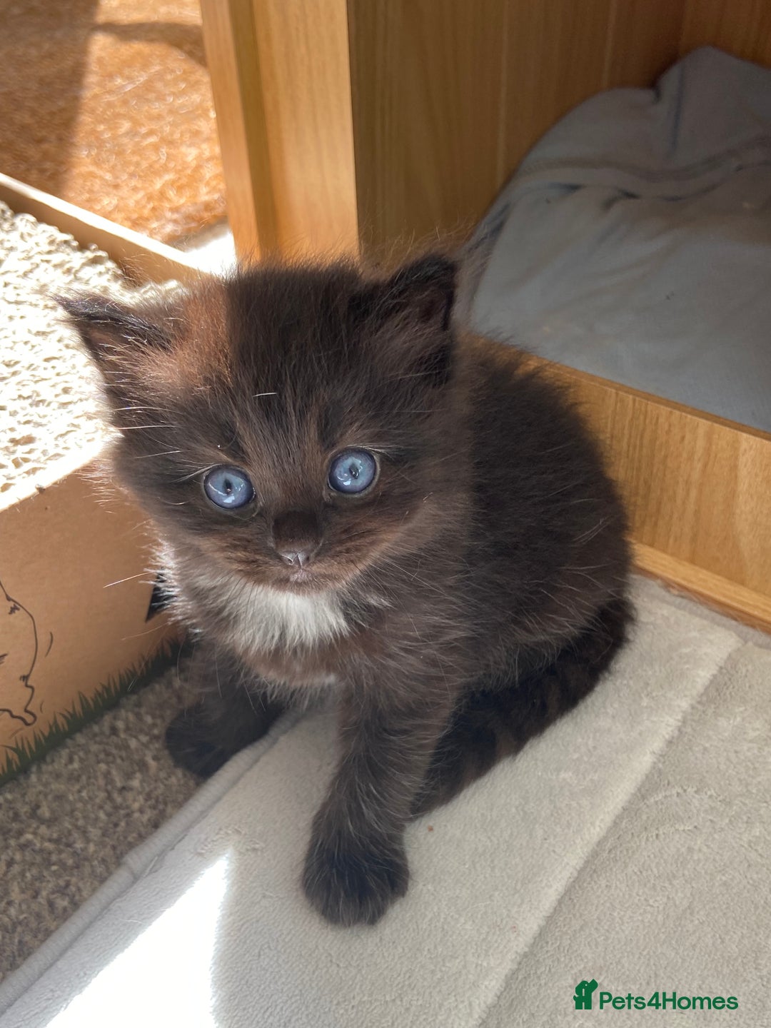 Ragdoll cats for sale: Adorable Ragdoll x Chinchilla Tabby - Image 14