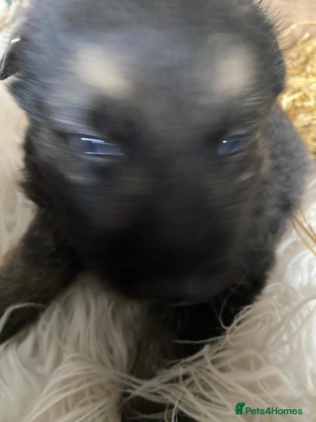 German Shepherd dogs for sale: German Shepherd Puppies - Advert 16