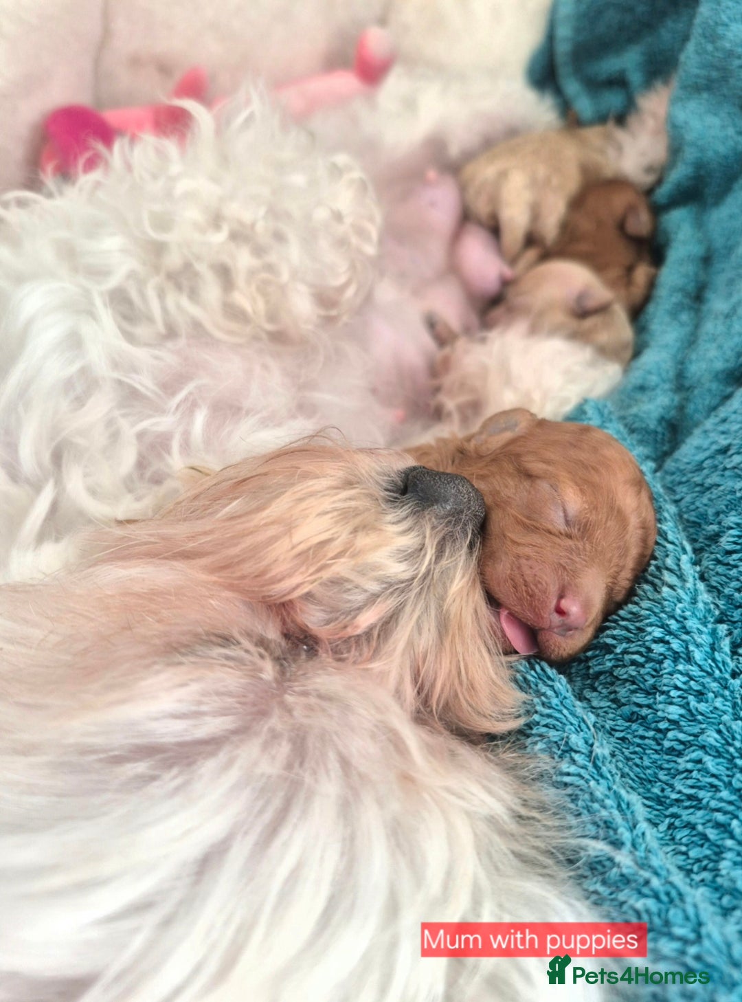 Maltipoo dogs for sale: Beautiful Toy Maltipoo Puppies   - Advert 14