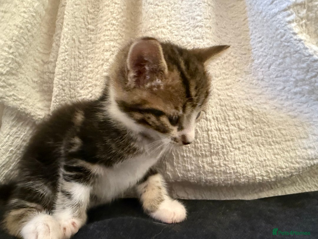 Domestic Shorthair cats for sale: 5 gorgeous kittens for sale - Image 5