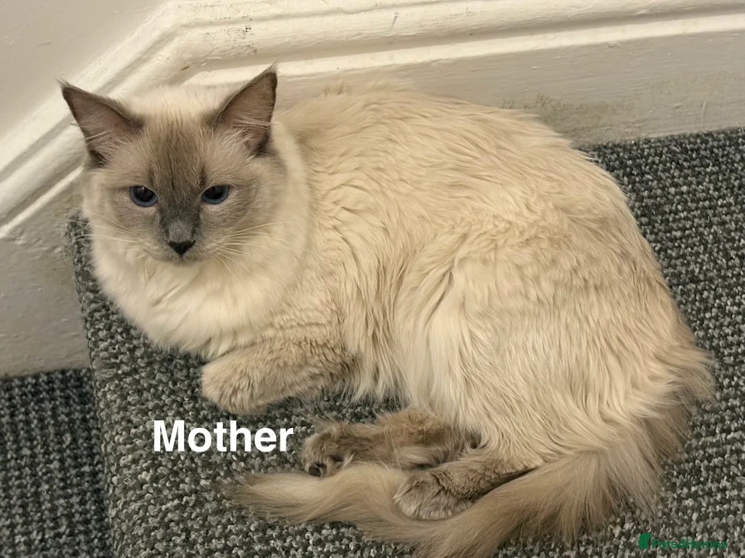 Ragdoll cats for sale: White Female Ragdoll for sale - Advert 17