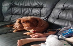 Cocker Spaniel dogs for sale: 7 beautiful cocker spaniels  - Image 2